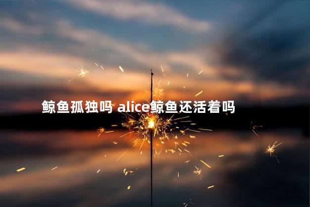 鲸鱼孤独吗 alice鲸鱼还活着吗